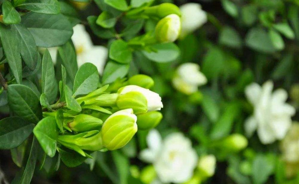 枙子花几天浇一次水 春夏秋冬各不同