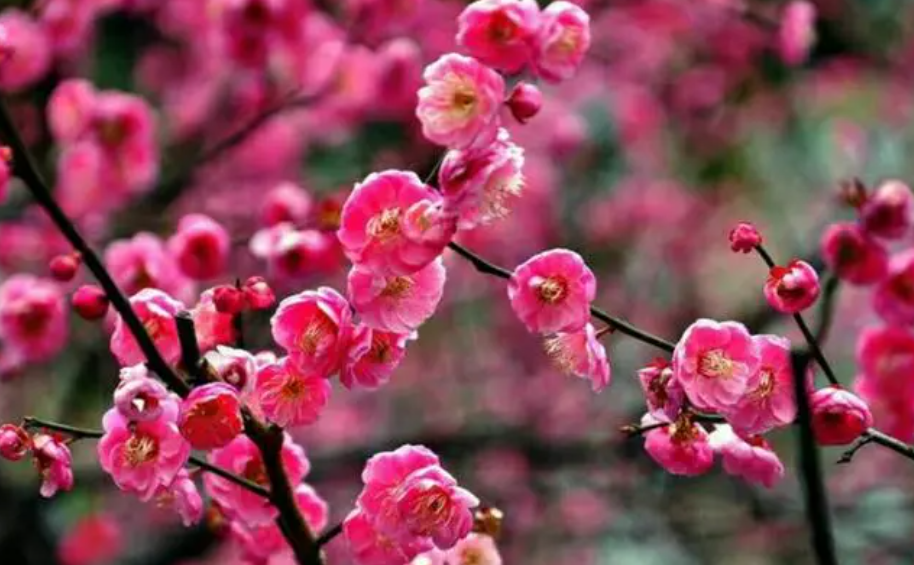 梅花几天浇一次水 春夏秋冬各不同