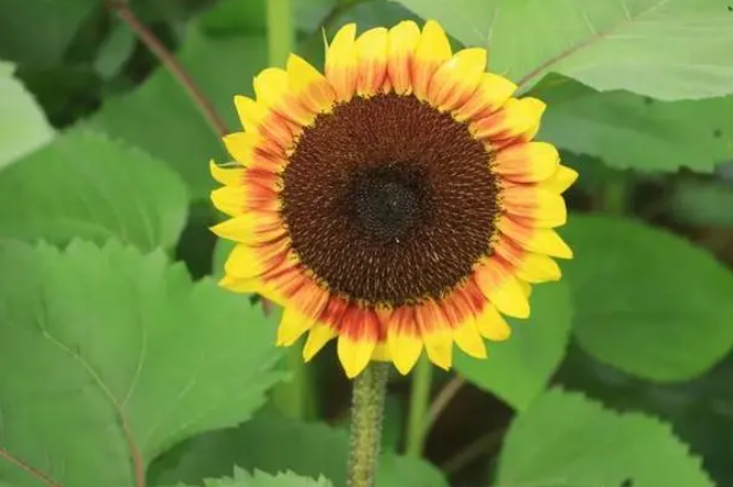 向日葵几天浇一次水 春夏秋冬各不同