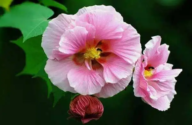 芙蓉花几天浇一次水 春夏秋冬各不同