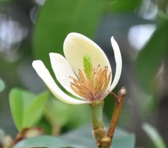 含笑花几月份扦插最好