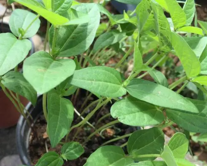 绿豆几天浇一次水 春夏秋冬各不同