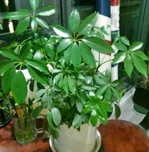 鸭脚木几天浇一次水 春夏秋冬各不同