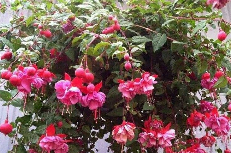 灯笼花几月份扦插最好