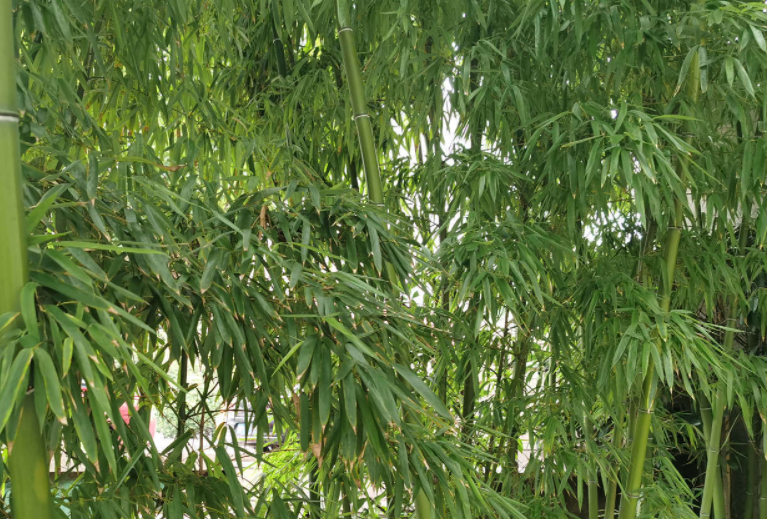 竹子几天浇一次水 春夏秋冬各不同