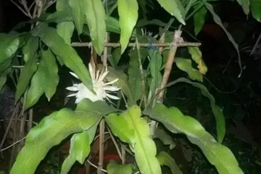 昙花几月份扦插最好