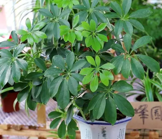 鸭掌木几天浇一次水 春夏秋冬各不同