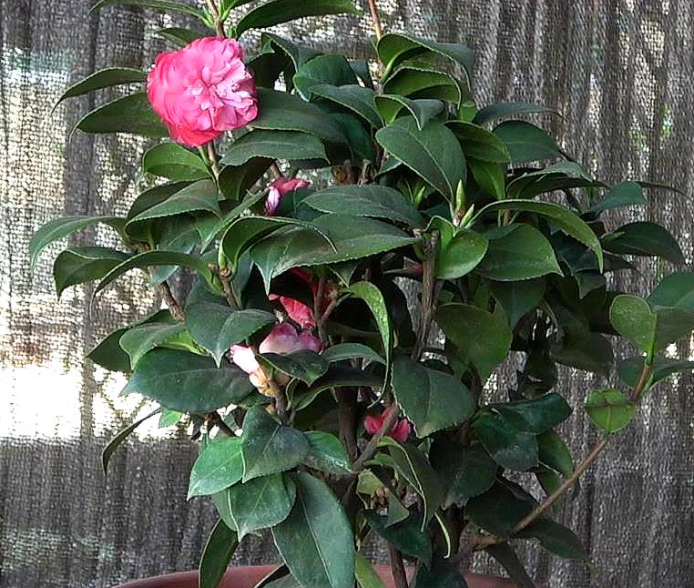 山茶花几天浇一次水 春夏秋冬各不同