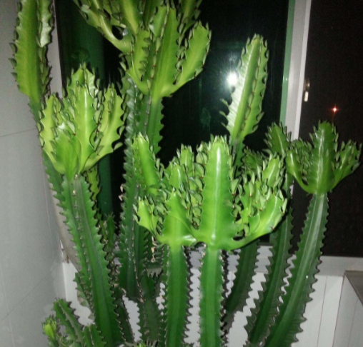 龙骨花几天浇一次水 春夏秋冬各不同