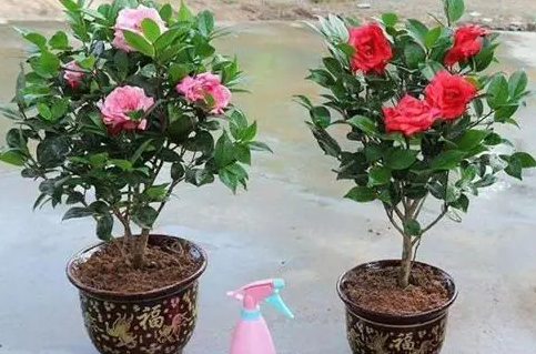 茶花几天浇一次水 春夏秋冬各不同