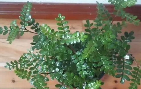 清香木几天浇一次水 春夏秋冬各不同