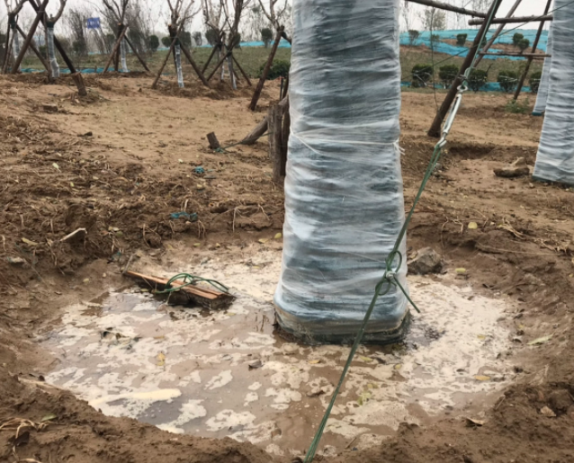 刚栽的树几天浇一次水 春夏秋冬各不同