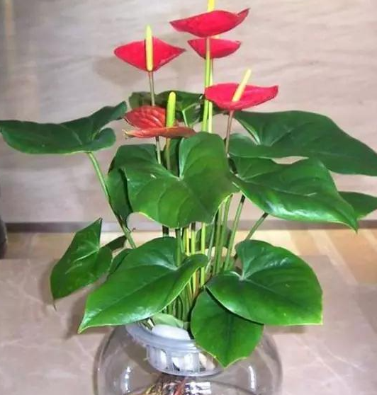 红掌花几天浇一次水 春夏秋冬各不同