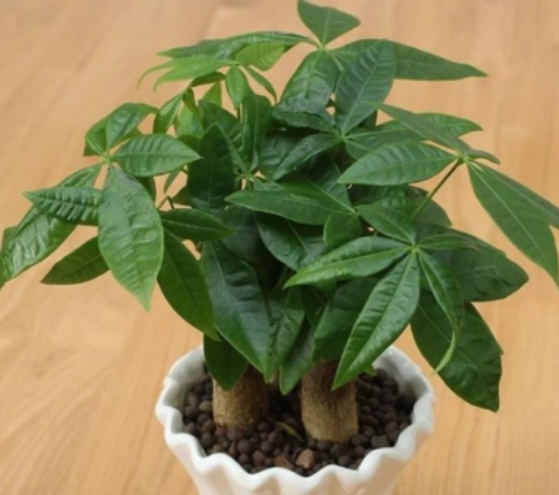招财树几天浇一次水 春夏秋冬各不同