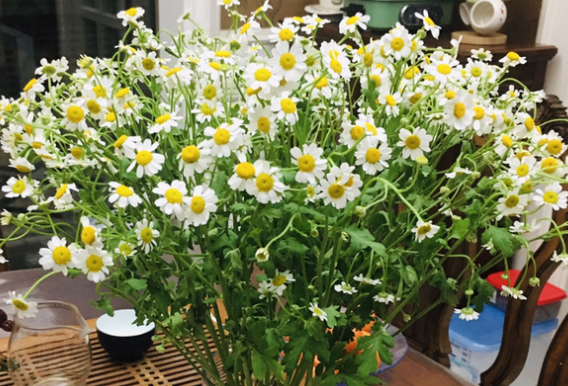 雏菊的几天浇一次水 春夏秋冬各不同