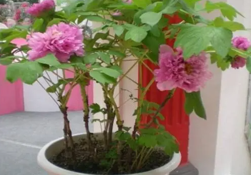 牡丹花几天浇一次水 春夏秋冬各不同