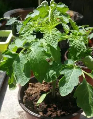 西红柿苗几天浇一次水 春夏秋冬各不同