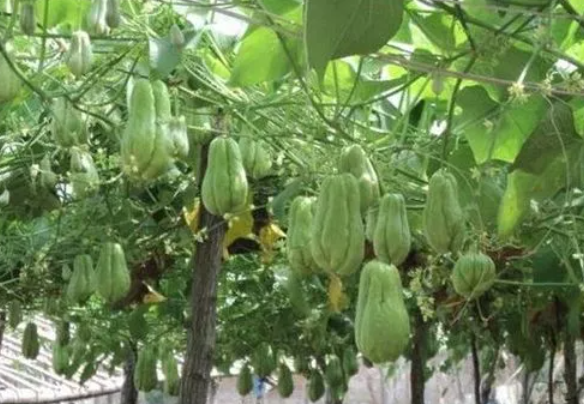 佛手瓜的种植方法和时间