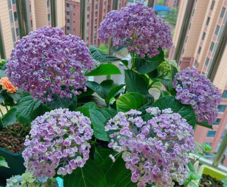 绣球几天浇一次水 春夏秋冬各不同