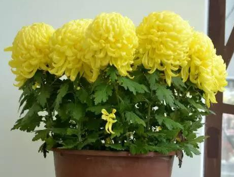 菊花几天浇一次水 春夏秋冬各不同