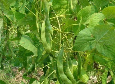 芸豆几天浇一次水 春夏秋冬各不同