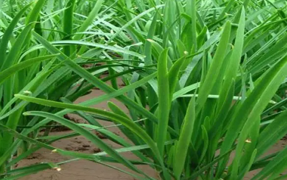 韭菜的种植方法和时间