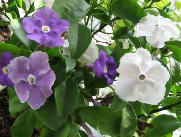 双色茉莉几天浇一次水 春夏秋冬各不同
