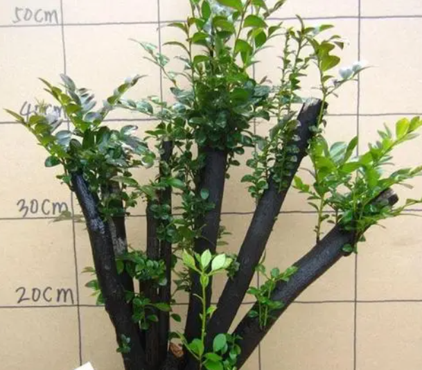 黑骨茶盆景几天浇一次水 春夏秋冬各不同