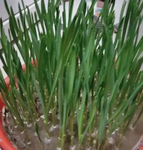 蒜苗几天浇一次水 春夏秋冬各不同