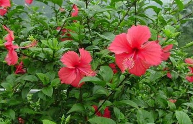 扶桑花几天浇一次水 春夏秋冬各不同