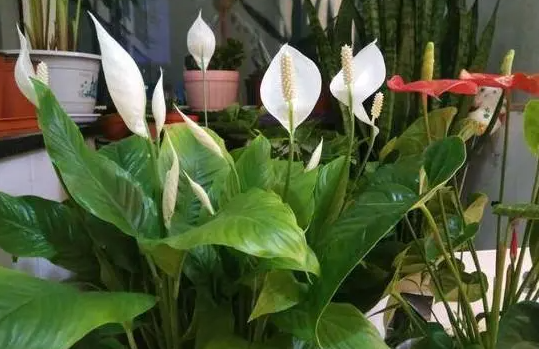白鹤芋几天浇一次水 春夏秋冬各不同