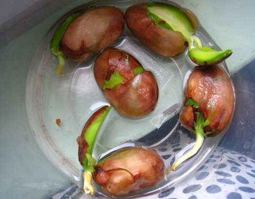 菠萝蜜芽接最佳时间和技术方法