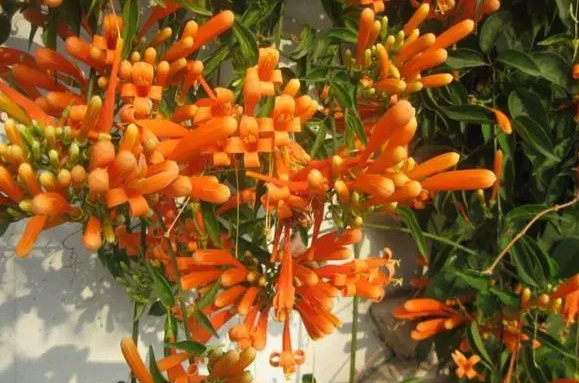 炮仗花几月份扦插最好