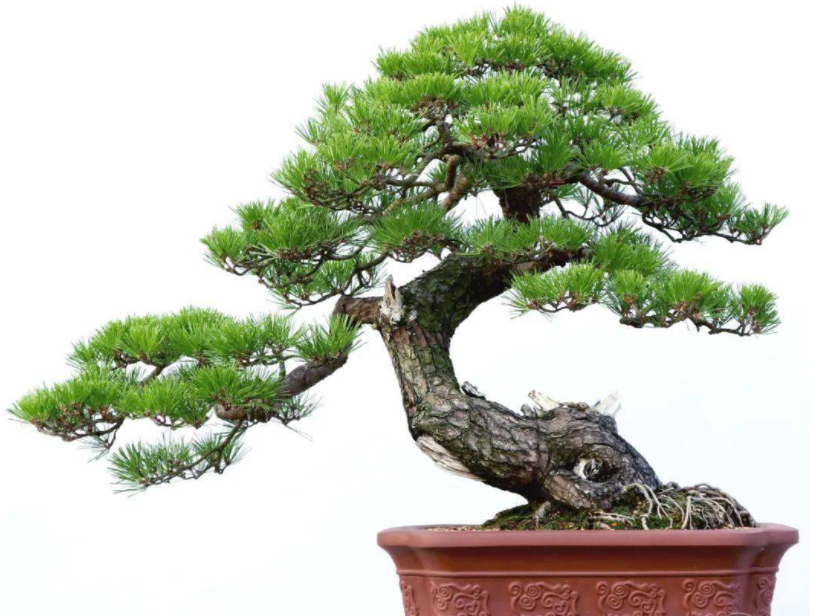 云南山松下山桩怎么养护