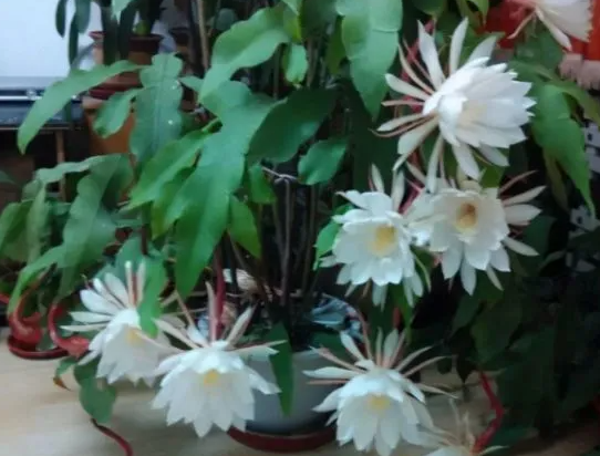 昙花怎么养才长得好