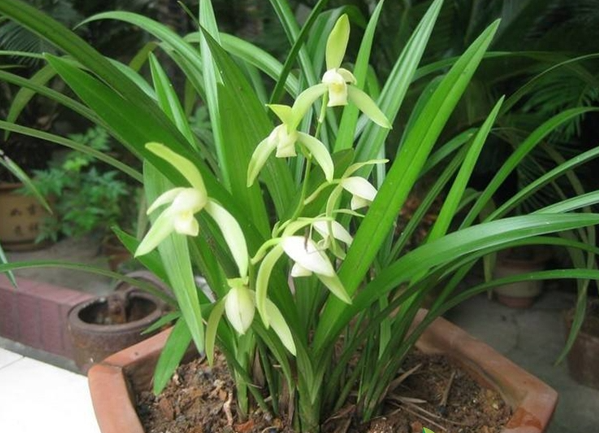 种植兰花赚钱吗 种植成本利润及前景分析