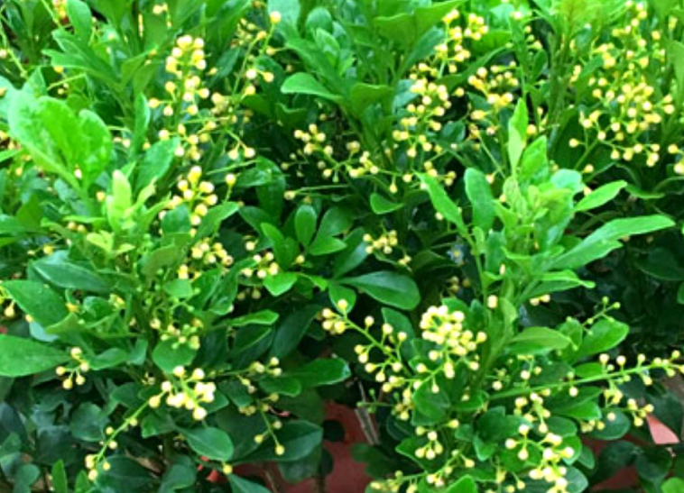 米兰花几天浇一次水 春夏秋冬各不同