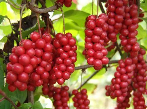 种植五味子赚钱吗 种植成本利润及前景分析