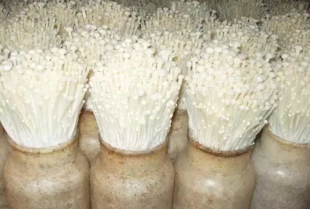 种植金针菇赚钱吗 种植成本利润及前景分析