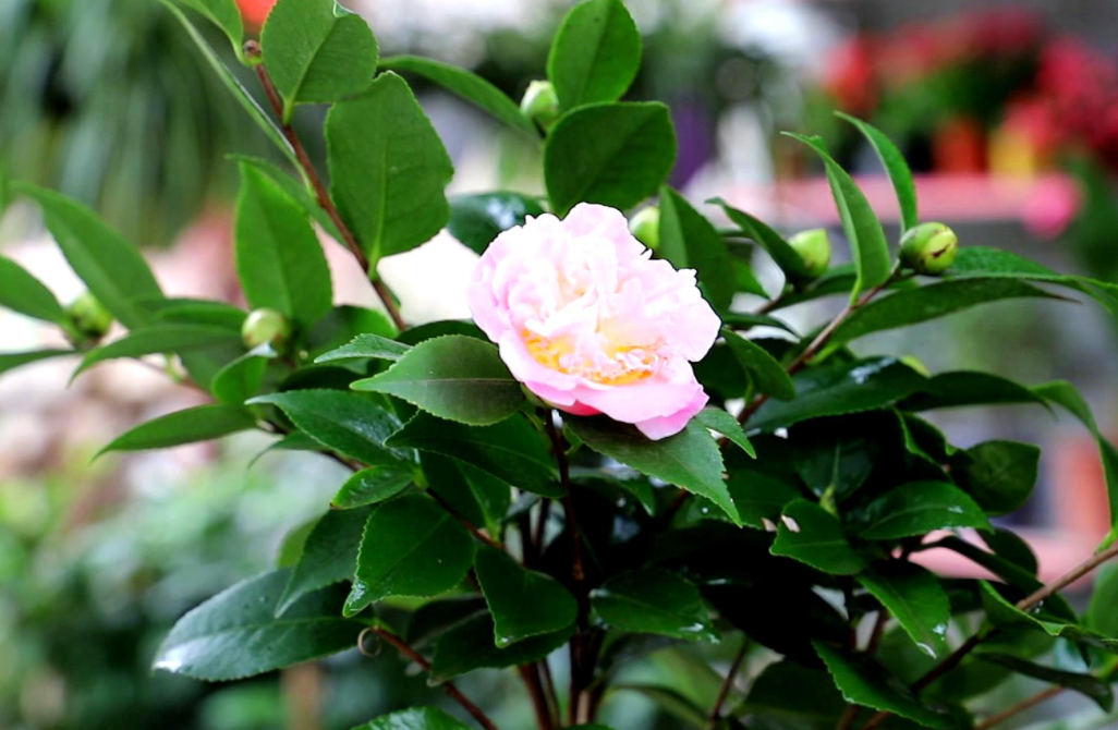 茶花下山桩怎么养护