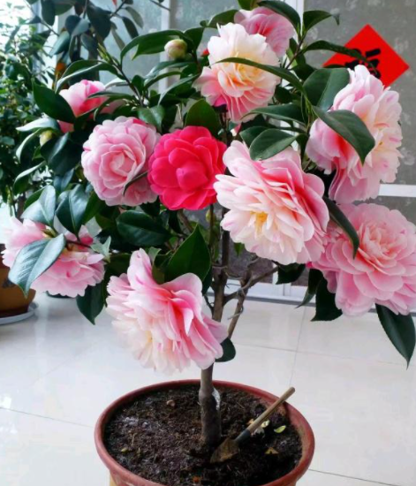 茶花怎么养才长得好