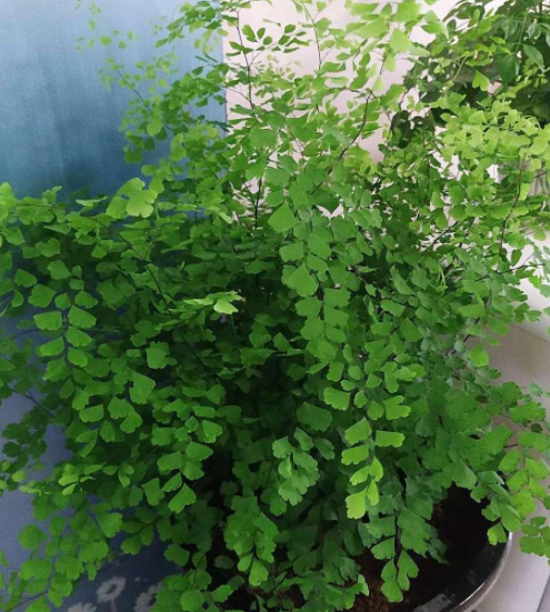 铁线蕨怎么养才长得好