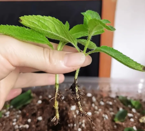 薄荷几月份扦插最好