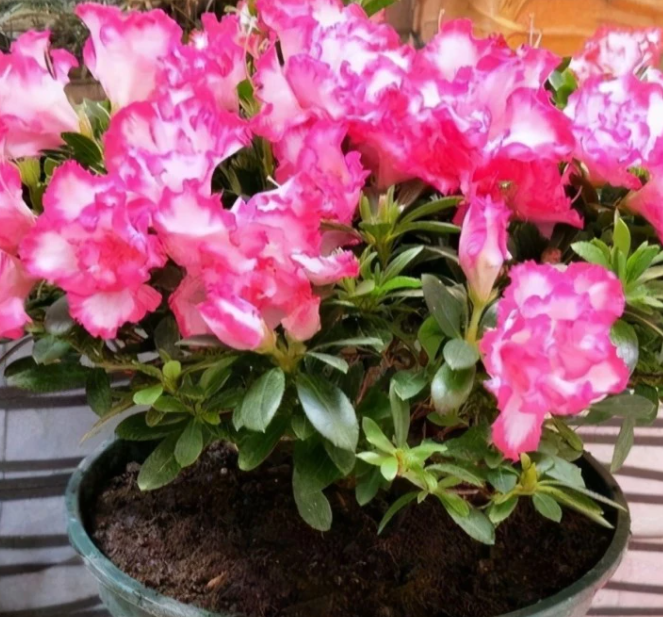 杜鹃花几天浇一次水 春夏秋冬各不同