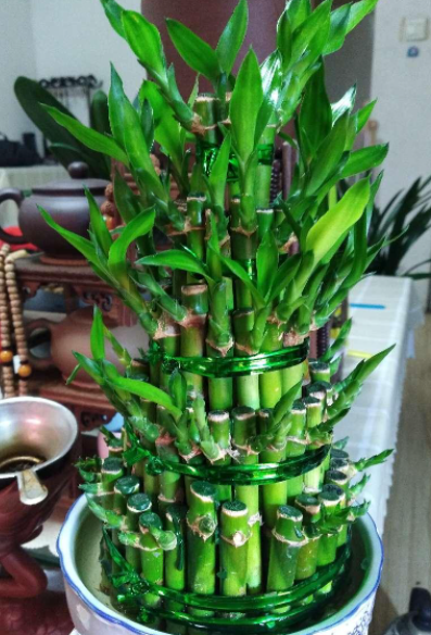 节节高怎么养才长得好