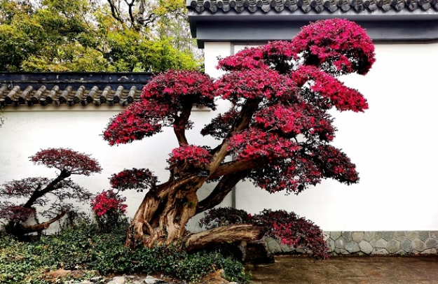 红继木下山桩怎么养护