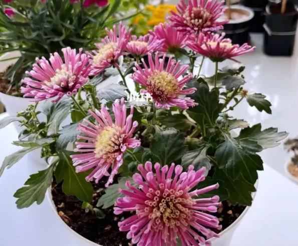 女王菊几天浇一次水 春夏秋冬各不同