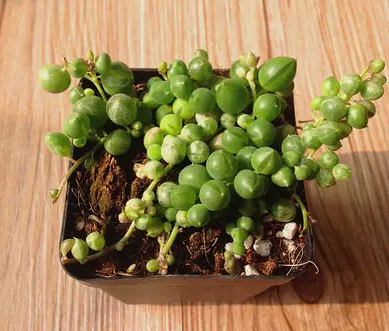 佛珠喜阴还是喜阳光的植物 可以晒太阳吗