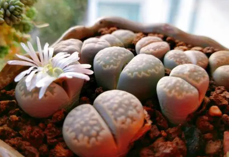 生石花几天浇一次水