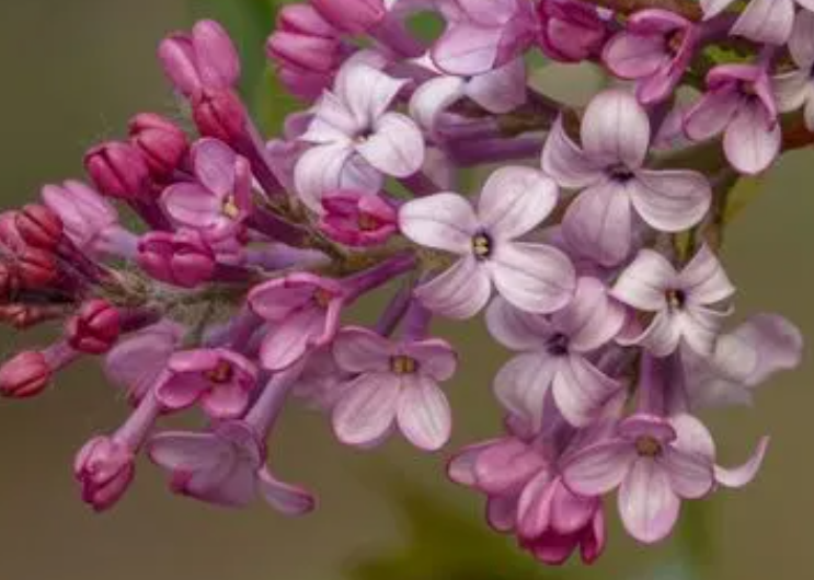 丁香花几月份扦插最好